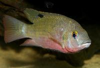 Coptodon sp. 'kisangani'