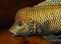 Danakilia sp. 'shukoray'