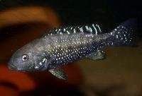 Iranocichla hormuzensis