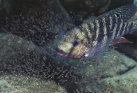 Tilapia rendalli