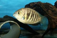 Etroplus canarensis