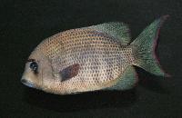 Paretroplus menarambo