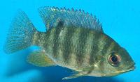 Tilapia mariae
