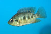 Tilapia mariae