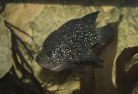 Paratilapia sp. 'smallspots east'