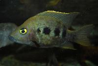 Ptychochromis grandidieri