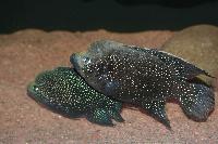 Paratilapia sp. 'smallspots east'