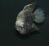 Paratilapia sp. 'smallspots east'