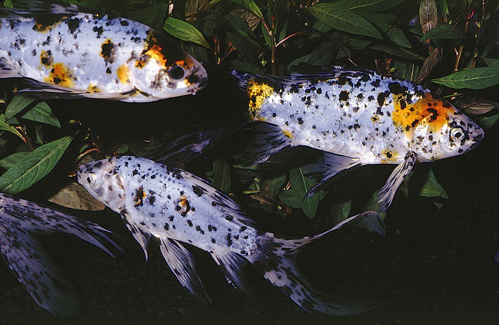 Carassius auratus