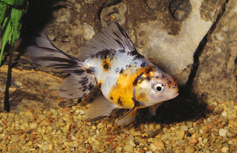 Carassius auratus