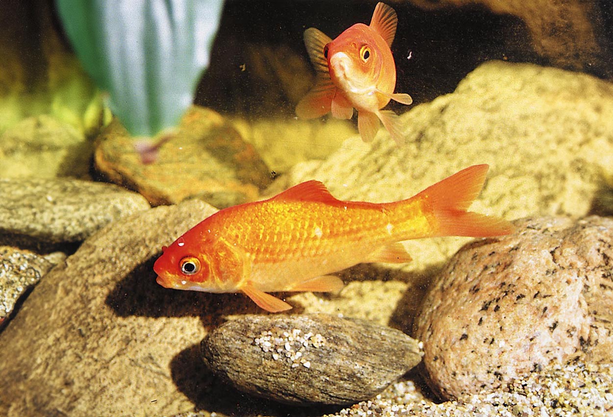 Carassius auratus