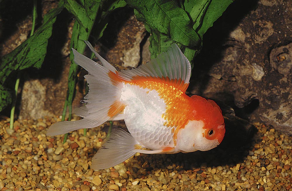 Carassius auratus
