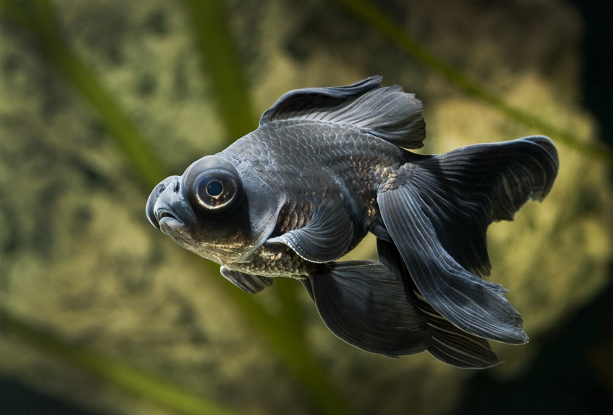 Carassius auratus