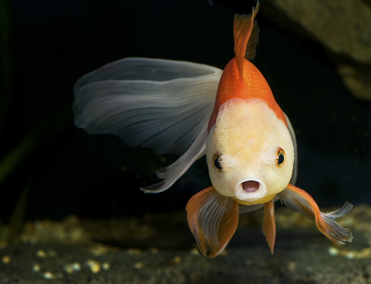 Carassius auratus
