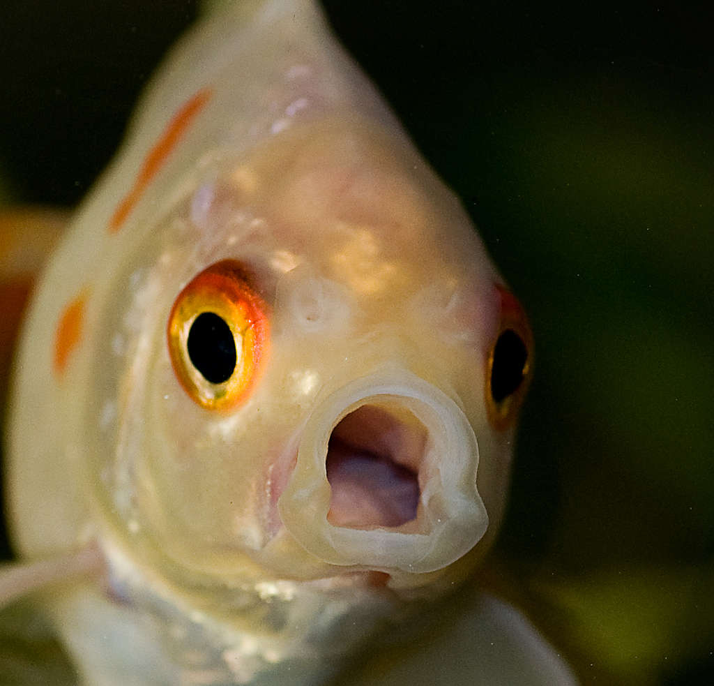 Carassius auratus