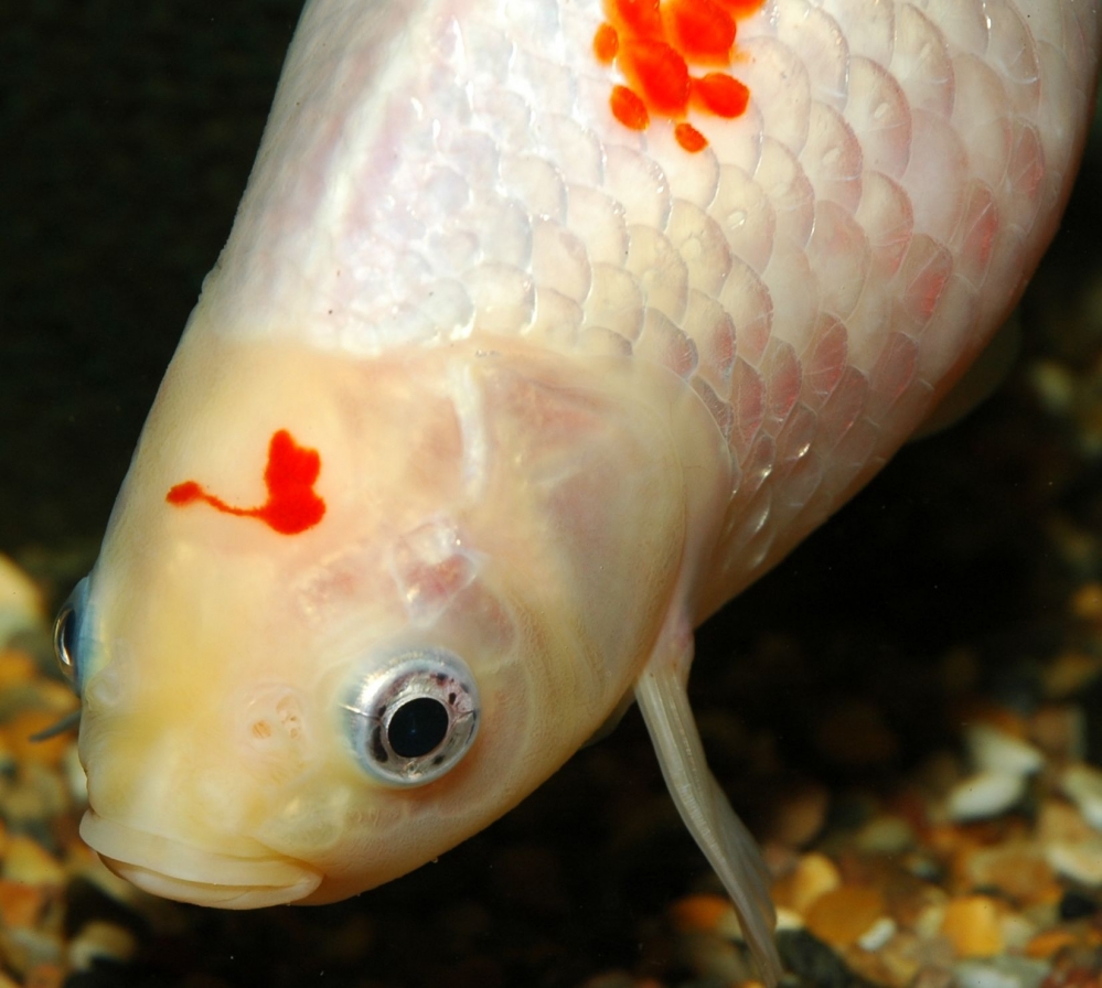 Carassius auratus