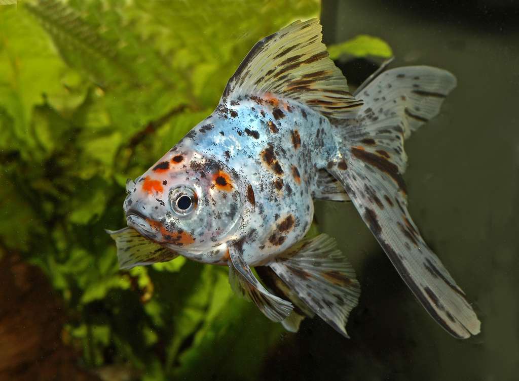 Carassius auratus