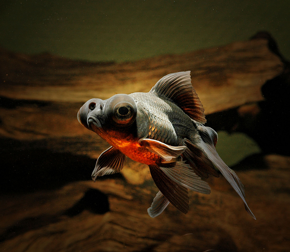 Carassius auratus