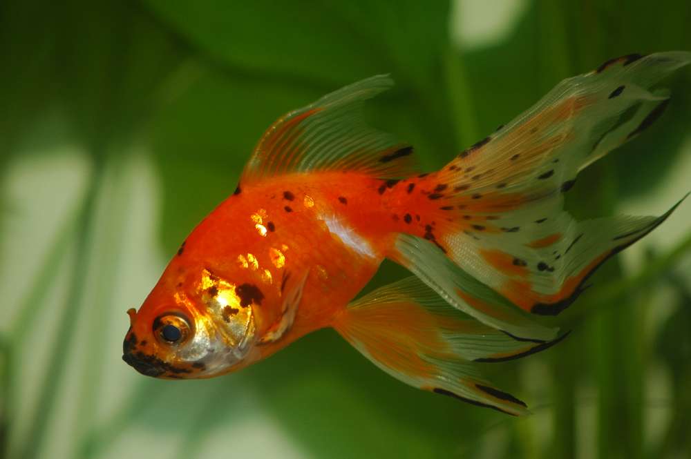 Carassius auratus