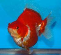 Carassius auratus