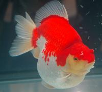 Carassius auratus
