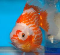 Carassius auratus