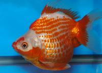 Carassius auratus