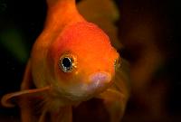 Carassius auratus