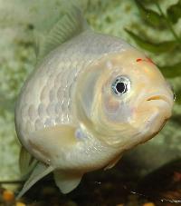 Carassius auratus