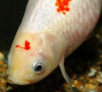Carassius auratus