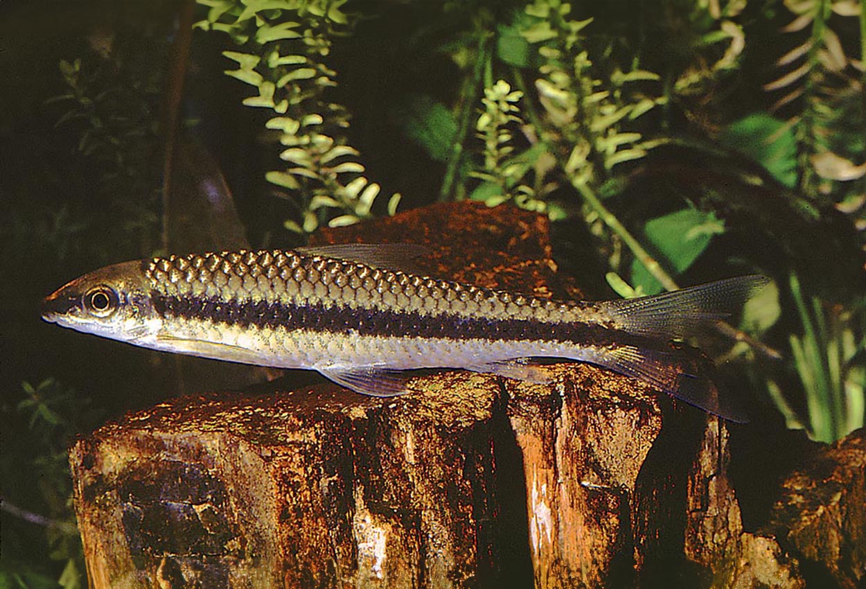 Crossocheilus oblongus