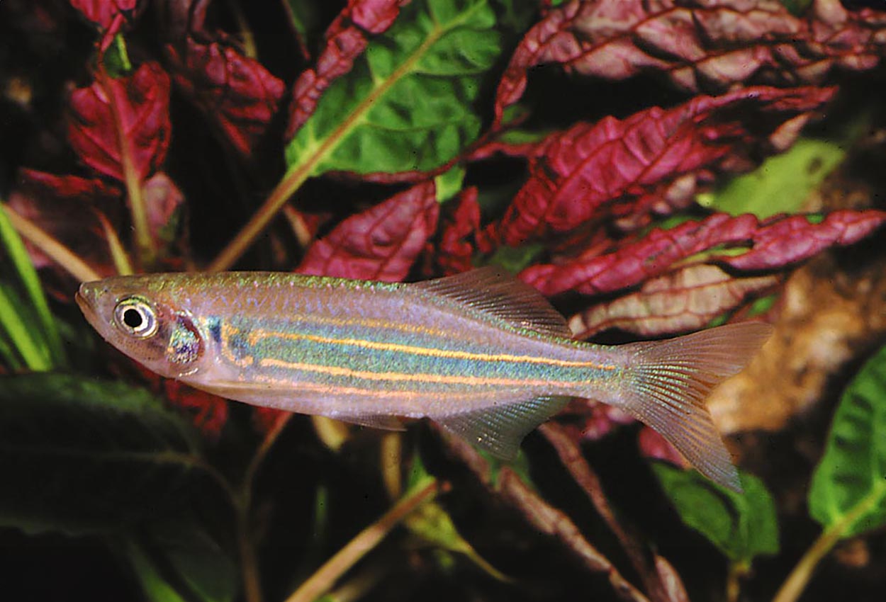 Devario aequipinnatus