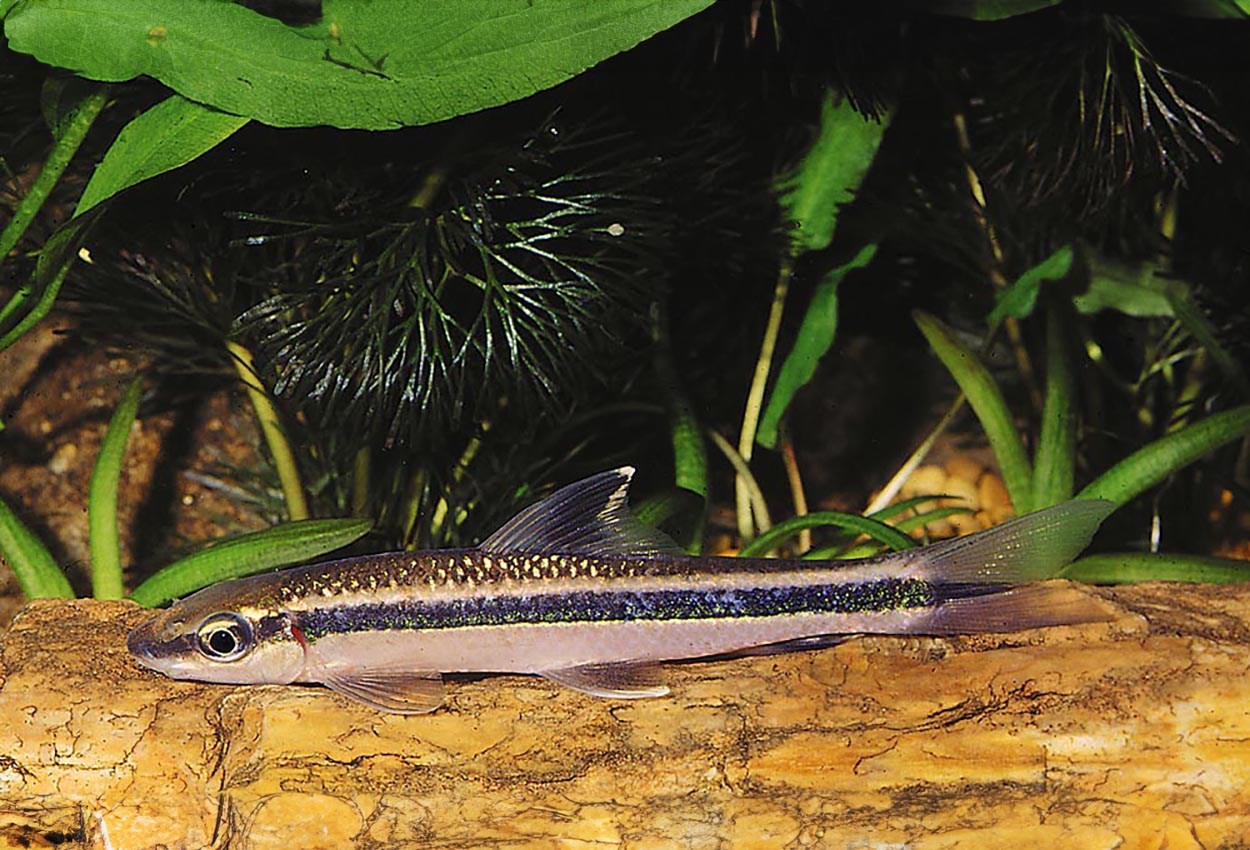 Epalzeorhynchos kalopterus