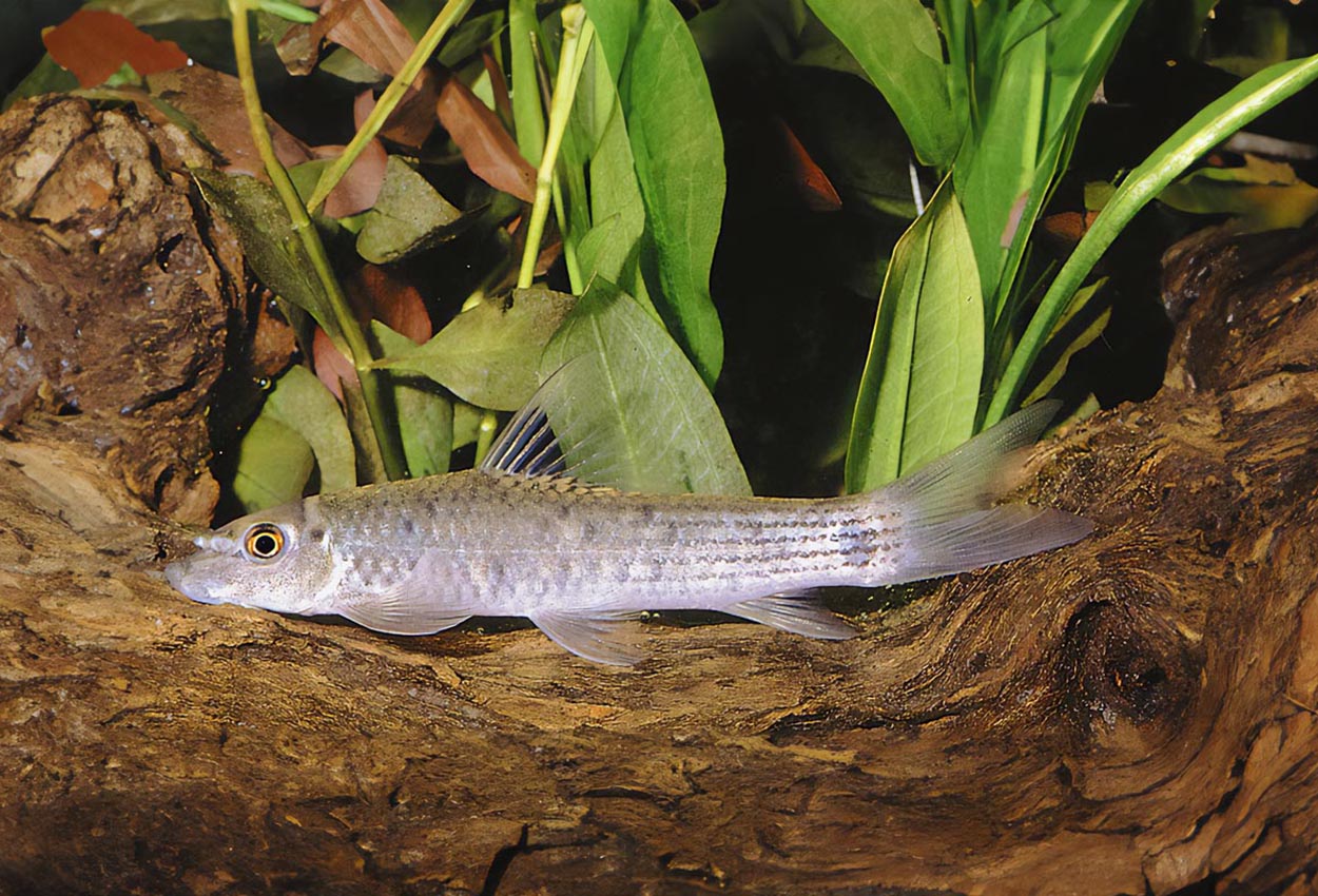 Garra imberba