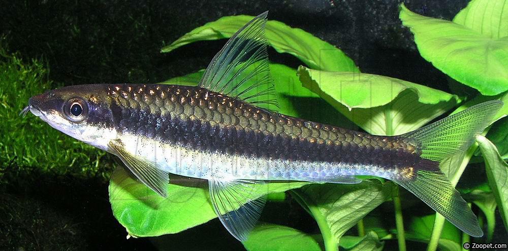Crossocheilus oblongus