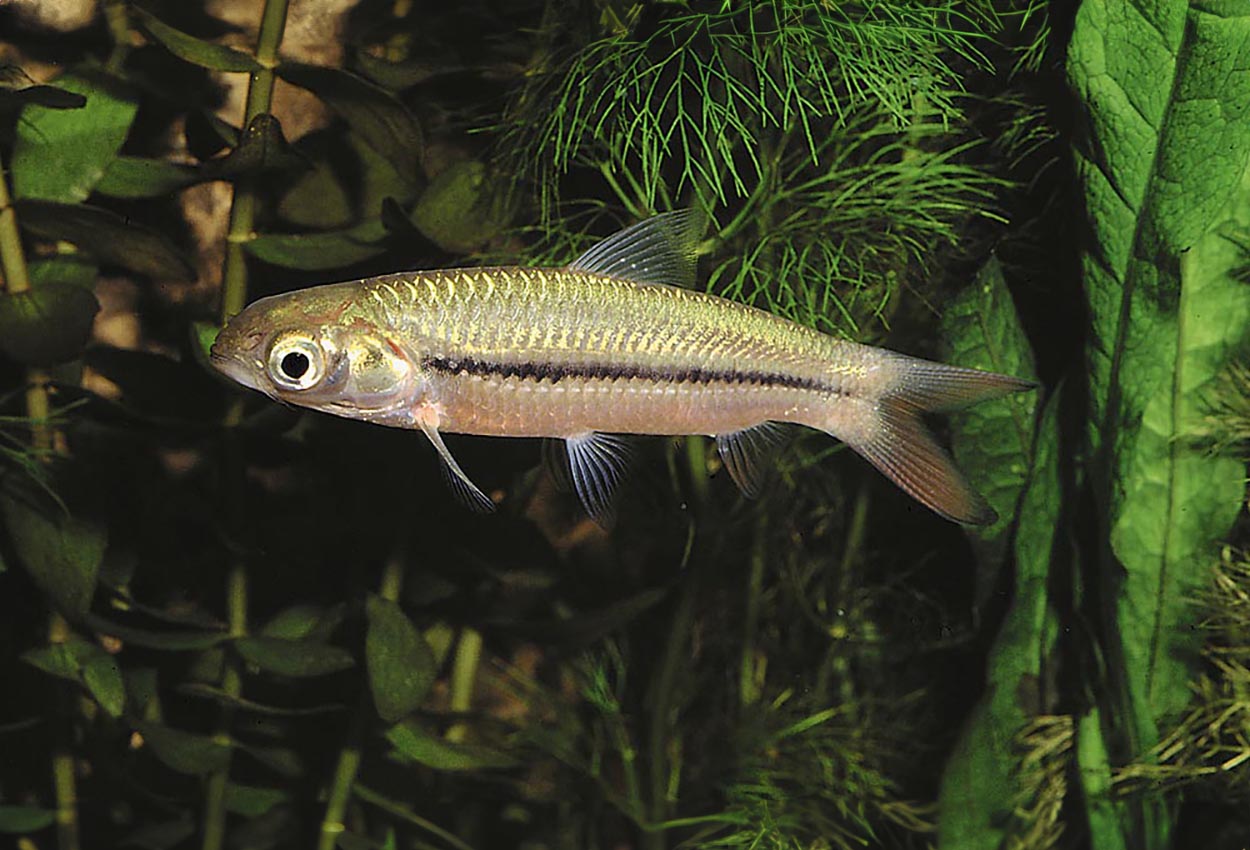 Leptobarbus hoevenii