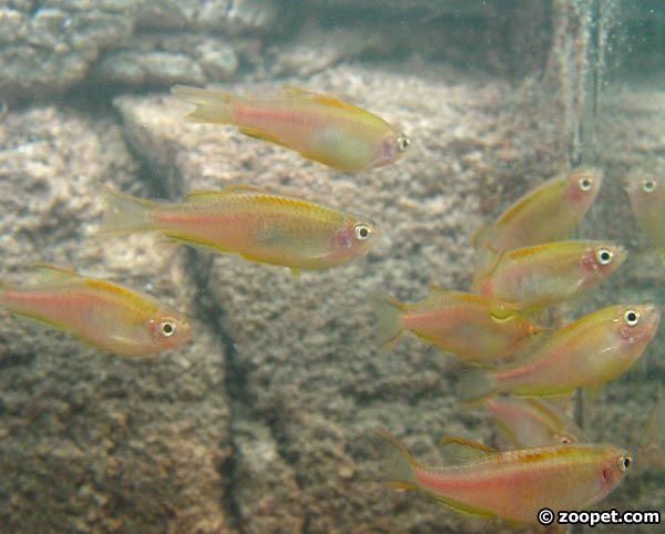 Danio sp. "glowlight"
