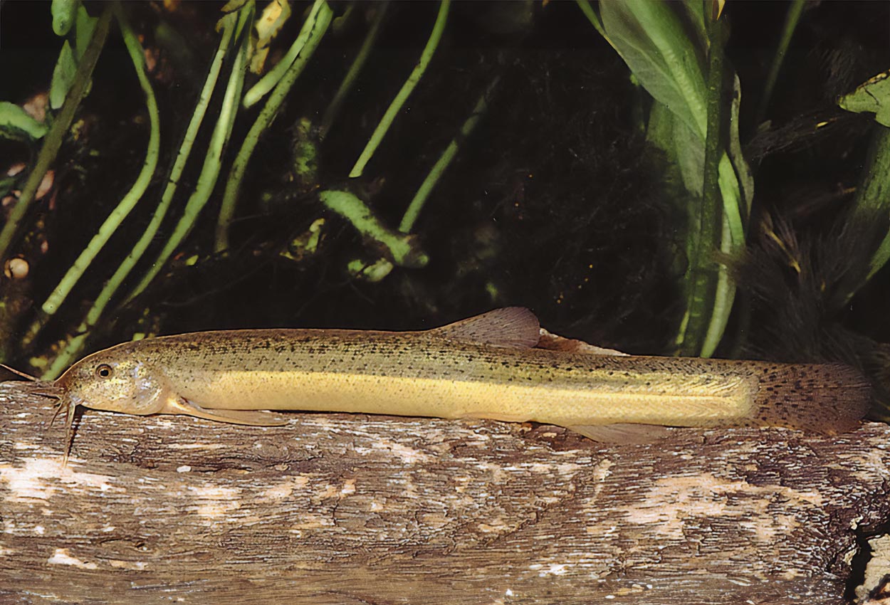Misgurnus anguillicaudatus