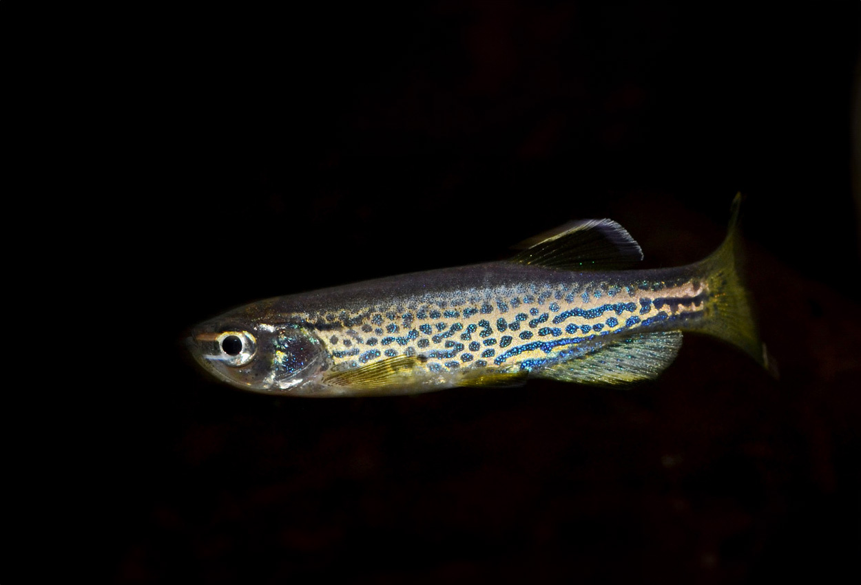 Danio rerio var. frankei