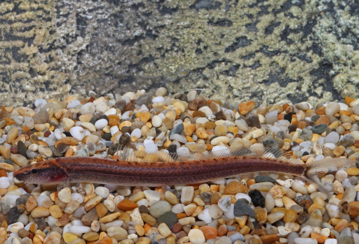 Vaillantella maassi