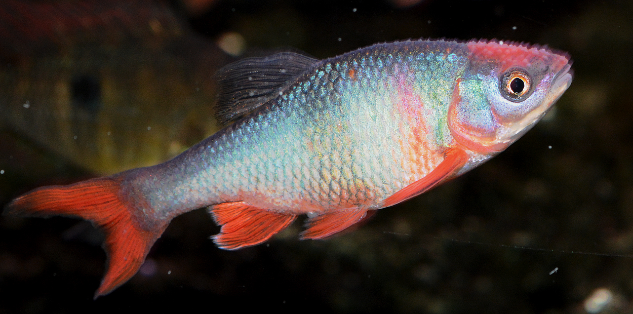 Cyprinella lutrensis