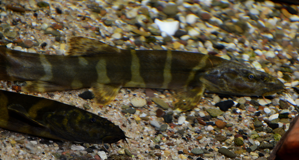 Leptobotia elongata