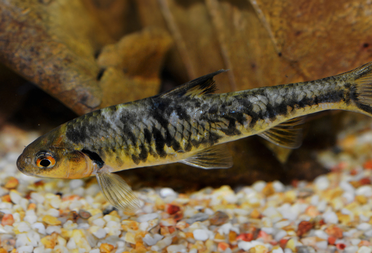 Sarcocheilichthys nigripinnis