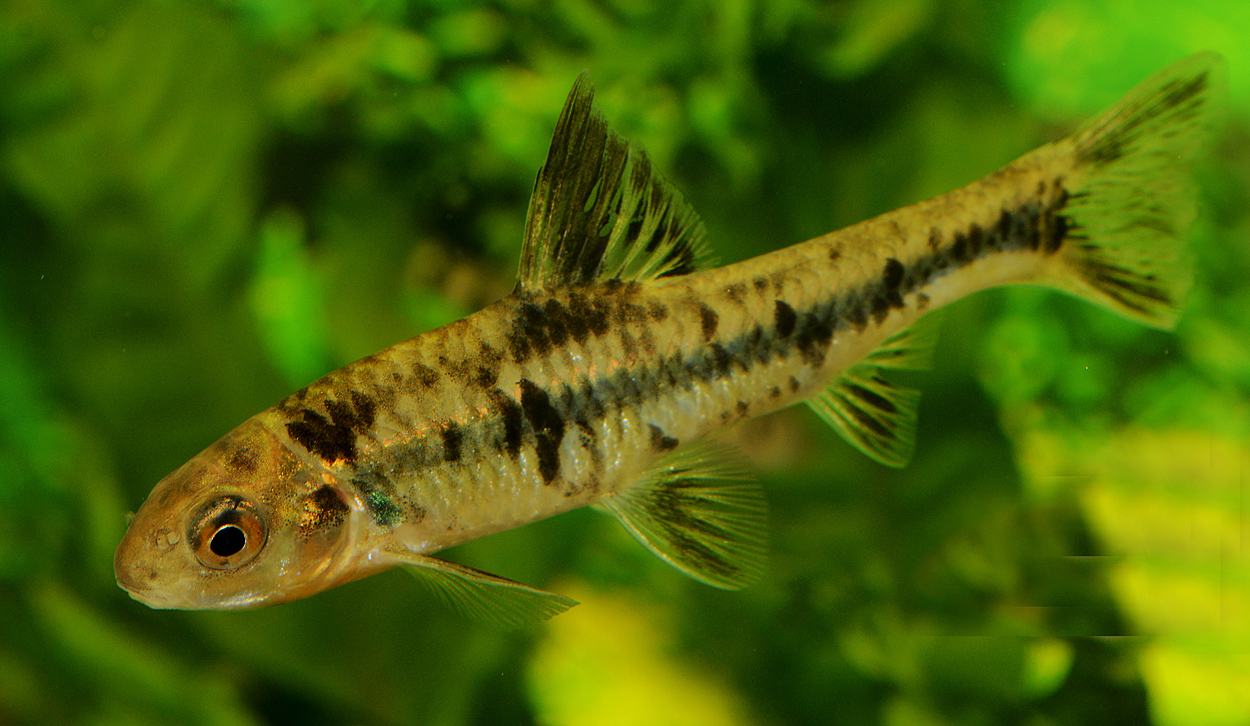 Sarcocheilichthys nigripinnis