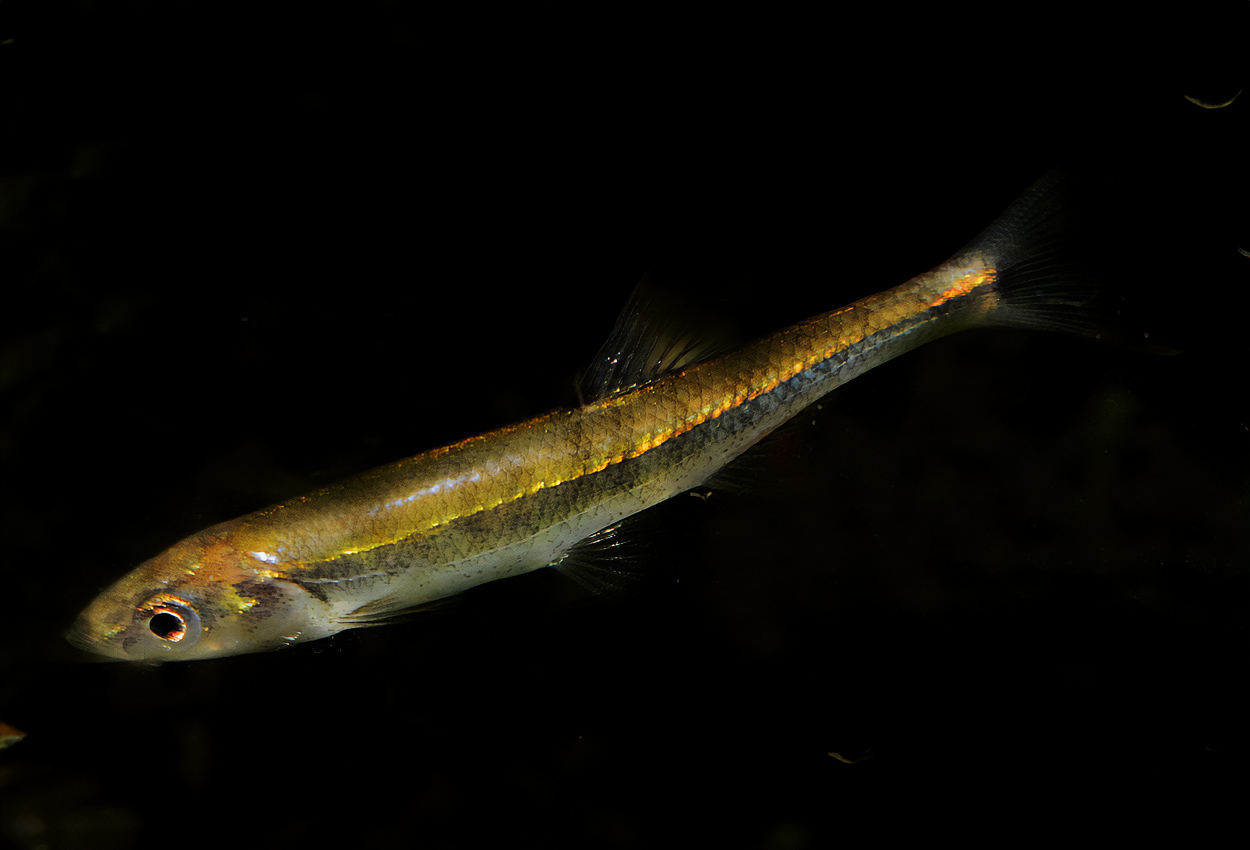 Notropis rubellus