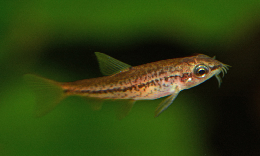 Petruichthys sp. 'rosy'