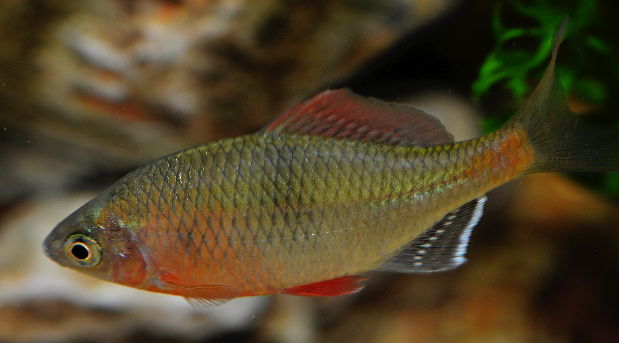 Acheilognathus tonkinensis
