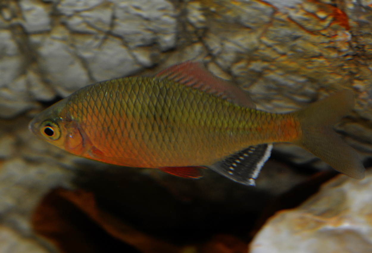 Acheilognathus tonkinensis