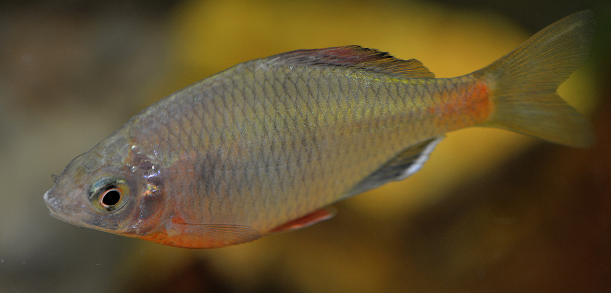 Acheilognathus tonkinensis