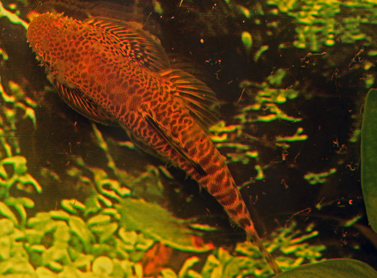 Pseudogastromyzon fangi